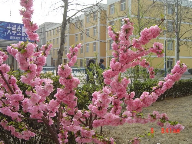 校园一角1